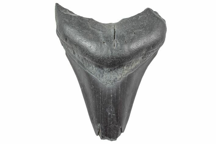 Fossil Megalodon Tooth - South Carolina #236300